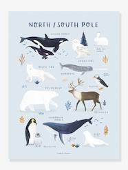 -Animals of the North/South Pole, by LILIPINSO