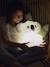 Koala XL Night Light - Kidynight - KIDYWOLF white 