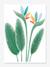 Paradise bird flower stickers YUTSUNI LILIPINSO green 